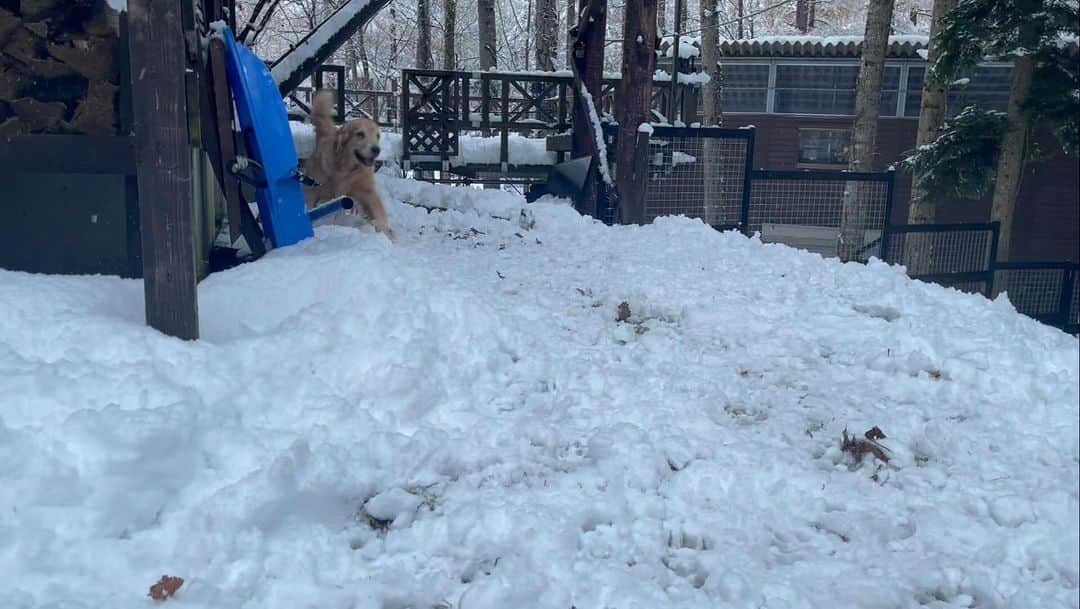 鈴井貴之のインスタグラム：「相変わらずの雪。 この季節は湿った雪なので足に大きな 雪玉が付きます。」