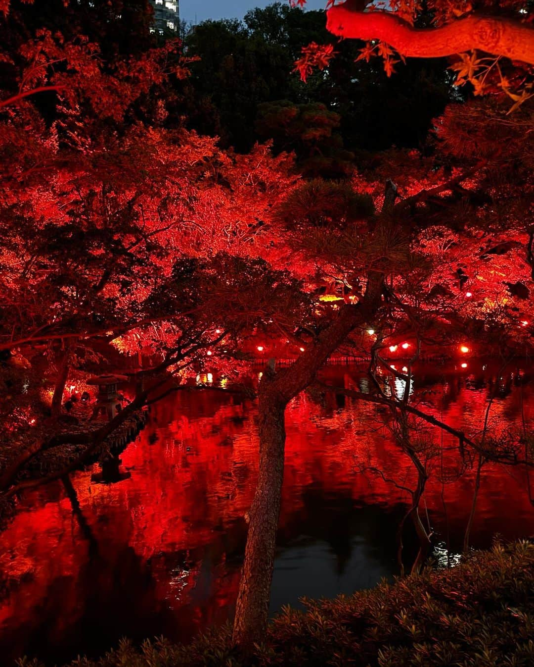 村上麻衣さんのインスタグラム写真 - (村上麻衣Instagram)「🍁TOKYO RED GARDEN🍁  江⼾時代より続く約400年の歴史を紡いできた ⼋芳園の⽇本庭園を、 赤⼀⾊に彩るライトアップ。  真っ赤で幻想的な世界でした🍂🍁  #八芳園#もみじ #紅葉スポット #紅葉 #もみじ狩り #夜景 #夜景スポット #夜景倶楽部 #夜景が綺麗 #tokyo」11月13日 16時10分 - maimaisue