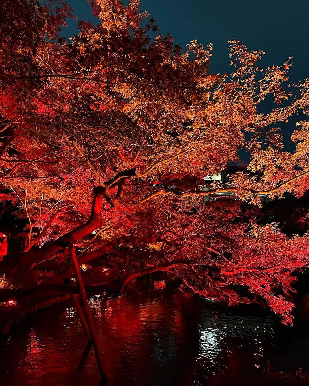 村上麻衣さんのインスタグラム写真 - (村上麻衣Instagram)「🍁TOKYO RED GARDEN🍁  江⼾時代より続く約400年の歴史を紡いできた ⼋芳園の⽇本庭園を、 赤⼀⾊に彩るライトアップ。  真っ赤で幻想的な世界でした🍂🍁  #八芳園#もみじ #紅葉スポット #紅葉 #もみじ狩り #夜景 #夜景スポット #夜景倶楽部 #夜景が綺麗 #tokyo」11月13日 16時10分 - maimaisue