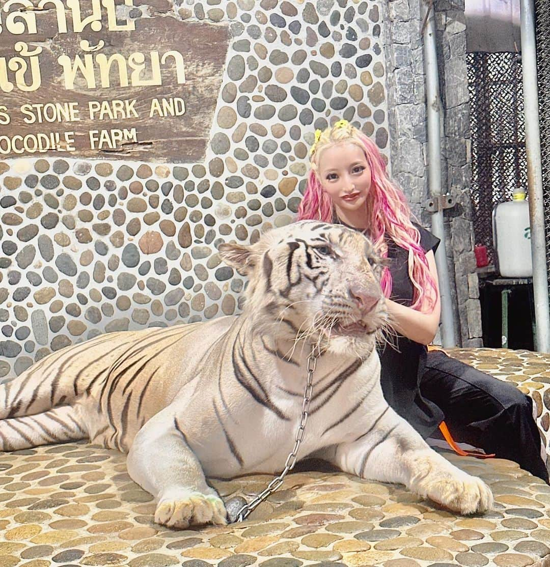 加藤紗里のインスタグラム：「ちょっと南国で気分転換🌴 幸せのホワイトタイガー🐯みなさんにも幸せを♥️」