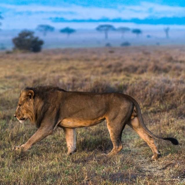 ナショナルジオグラフィックさんのインスタグラム写真 - (ナショナルジオグラフィックInstagram)「Photos by Pete McBride @pedromcbride | Nothing like the call of the king: With a roar that can reach as high as 114 decibels, a lion can be heard from five miles away. Despite their vocal power and exceptional hearing, which helps in stalking prey, African lion populations have plummeted by over 40% in recent years. For more wildlife, follow @pedromcbride」11月13日 8時00分 - natgeo