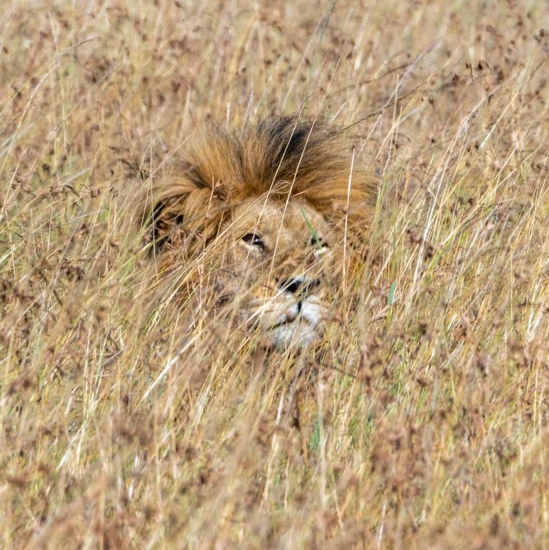 ナショナルジオグラフィックのインスタグラム：「Photos by Pete McBride @pedromcbride | Nothing like the call of the king: With a roar that can reach as high as 114 decibels, a lion can be heard from five miles away. Despite their vocal power and exceptional hearing, which helps in stalking prey, African lion populations have plummeted by over 40% in recent years. For more wildlife, follow @pedromcbride」