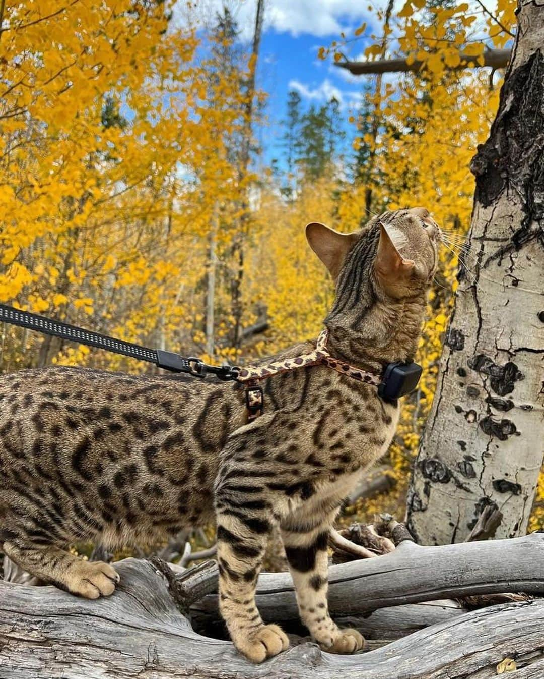 Bolt and Keelさんのインスタグラム写真 - (Bolt and KeelInstagram)「Meet Mandu!🐆 This pretty kitty loves taking walks in the mountains ⛰️🐱  @adventrapets ➡️ @manduthebengalcat  —————————————————— Follow @adventrapets to meet cute, brave and inspiring adventure pets from all over the world! 🌲🐶🐱🌲  • TAG US IN YOUR POSTS to get your little adventurer featured! #adventrapets ——————————————————」11月13日 8時26分 - adventrapets