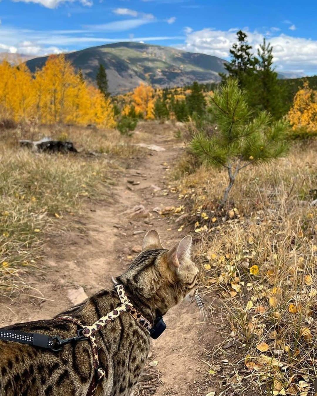 Bolt and Keelさんのインスタグラム写真 - (Bolt and KeelInstagram)「Meet Mandu!🐆 This pretty kitty loves taking walks in the mountains ⛰️🐱  @adventrapets ➡️ @manduthebengalcat  —————————————————— Follow @adventrapets to meet cute, brave and inspiring adventure pets from all over the world! 🌲🐶🐱🌲  • TAG US IN YOUR POSTS to get your little adventurer featured! #adventrapets ——————————————————」11月13日 8時26分 - adventrapets