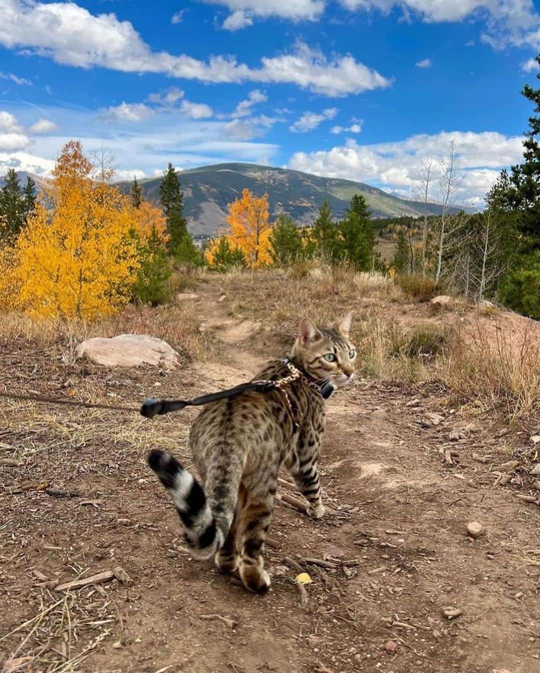 Bolt and Keelのインスタグラム：「Meet Mandu!🐆 This pretty kitty loves taking walks in the mountains ⛰️🐱  @adventrapets ➡️ @manduthebengalcat  —————————————————— Follow @adventrapets to meet cute, brave and inspiring adventure pets from all over the world! 🌲🐶🐱🌲  • TAG US IN YOUR POSTS to get your little adventurer featured! #adventrapets ——————————————————」