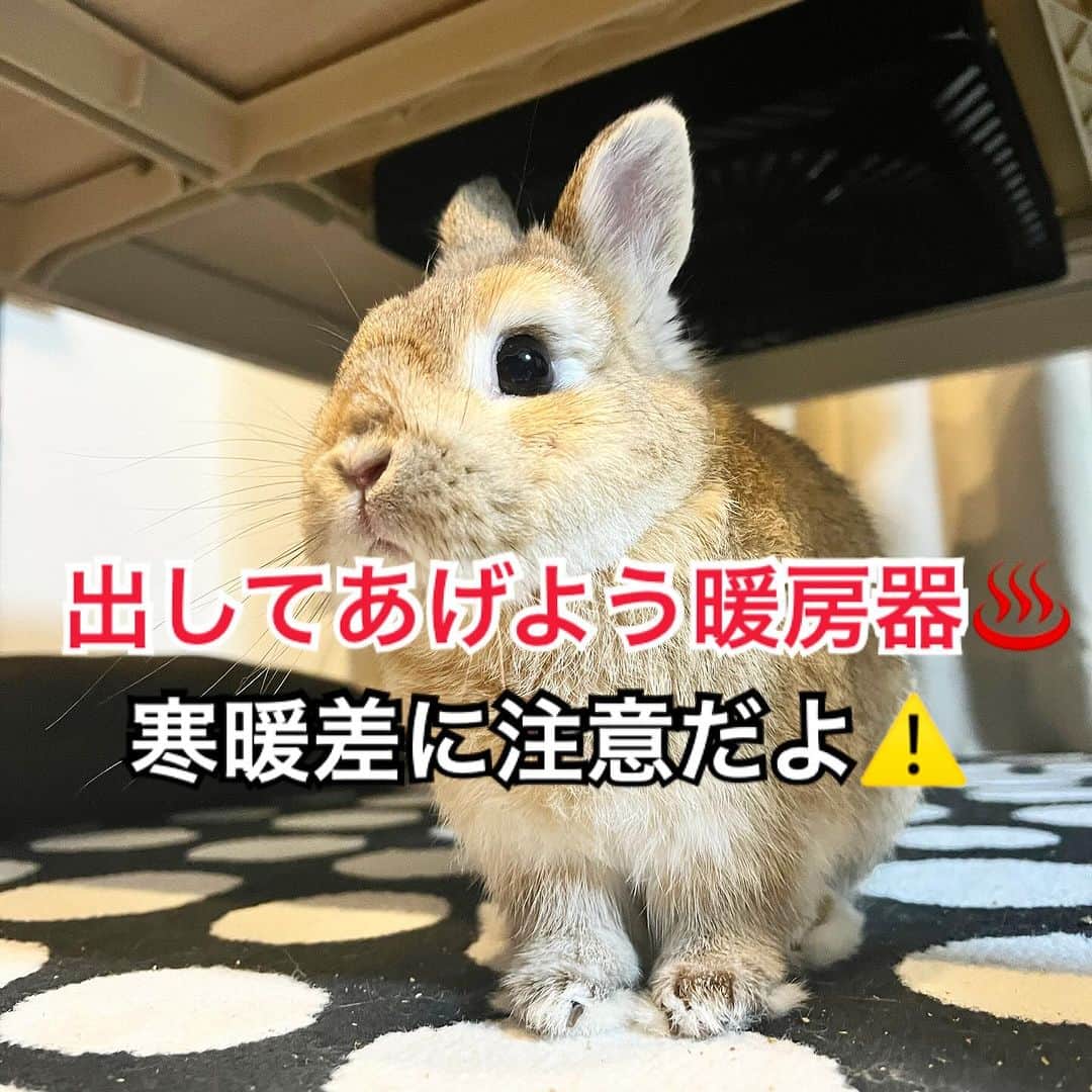 モキュのインスタグラム：「♨️出してあげよう暖房器 寒暖差に注意だよ⚠️  昨夜の投稿で 相談して来た方のうさぎさん  無事に牧草も食べるように なったそうです✨  ホッと一安心ですね🥹 良かったです🫶  相談のDMの後 夜間救急に連れて行き  体温の低下で胃腸の動きが悪くなっているため 酸素吸入と体温を上げるために暖めてから 痛みも出始めてるので痛み止めと点滴を投与してもらった  との事でした。  【参考に】診療費は15000円程だったそうです 2時過ぎると更にUP！ 15000円も高いけど少しでも早く行けて 良かったね！  2歳3ヶ月の若い子で、まだ 暖房器具は設置してなかったそうです  その若さなら、まだ暖房器具 出さなくてもいいかもと 思ってしまう気持ち  私もわからなくもないなと 思いました…。  初めてのうさぎで まだ2歳だとしたら どこまで私も危機意識を 持てていたか、正直わかりません  しかし、ほんとここ最近 あちぃなぁと思ってたら 一気に！寒くなったし！  この寒暖差は本当に注意しないと いけないですね‼️  暖房器具は設置しておけば うさぎ自身  寒ければ乗るし 暑ければ移動して調整するので  もうこの時期は、若い子でも 設置した方がいいかもです👍  我が家のぺるぽの場合は 今は簡易的な暖房器を設置してます  人間の冬用枕カバーに 爬虫類系の子達に使う パネルヒーターを包んで入れてます  これはあくまで我が家の場合なので これが凄く良いよ！  とかじゃないのでw そこんとこよろしくw  もう、このアカウント モキュなき今  フォロワーさんがいる事だけが 取り柄のw  しょーもない人間がやってる アカウントなんでw  みなさんに、こうして 気をつけようねって 伝えられる事だけがね  存在価値ですからww  これで、１匹でも怖い思いする子が 減りますように💖」