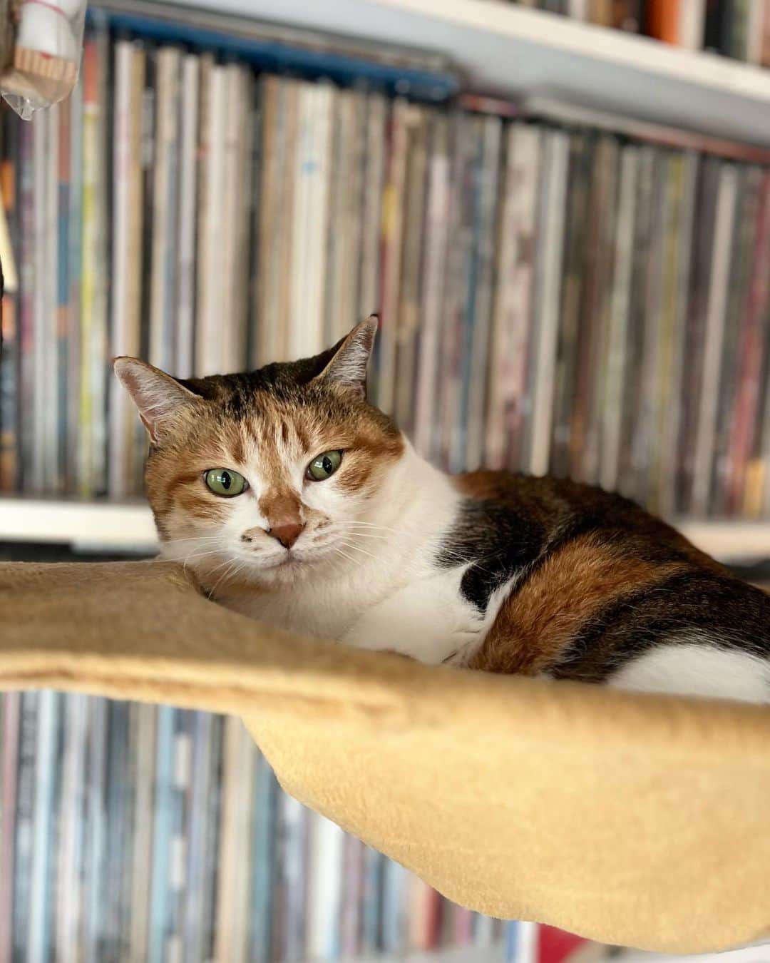 山田稔明のインスタグラム：「おはよ #ポチ実 #三毛猫」