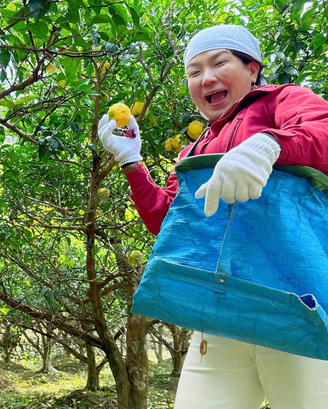 前田文香さんのインスタグラム写真 - (前田文香Instagram)「今年も恒例の『高知の柚子狩り🍊』へ行って参りました⭐️今回は私も完全プライベート☀️行きたいと声をかけて下さった方と現地集合🚗✨  最高のお天気に恵まれて、美味しいもの頂いて、たくさん柚子を頂いて帰りました！  農家の松本さんご一家に、今年も大変お世話になりました！心からのおもてなしに🌼またまた感動&感謝です✨  ★高知柚子狩りの旅（毎年11月上旬のみ） おもてなし　野根家https://toyo-noneya.com/」11月13日 9時51分 - fumika.maeda