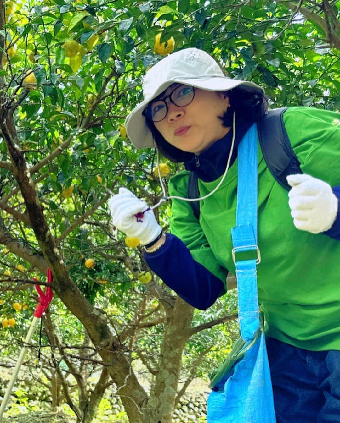 前田文香さんのインスタグラム写真 - (前田文香Instagram)「今年も恒例の『高知の柚子狩り🍊』へ行って参りました⭐️今回は私も完全プライベート☀️行きたいと声をかけて下さった方と現地集合🚗✨  最高のお天気に恵まれて、美味しいもの頂いて、たくさん柚子を頂いて帰りました！  農家の松本さんご一家に、今年も大変お世話になりました！心からのおもてなしに🌼またまた感動&感謝です✨  ★高知柚子狩りの旅（毎年11月上旬のみ） おもてなし　野根家https://toyo-noneya.com/」11月13日 9時51分 - fumika.maeda