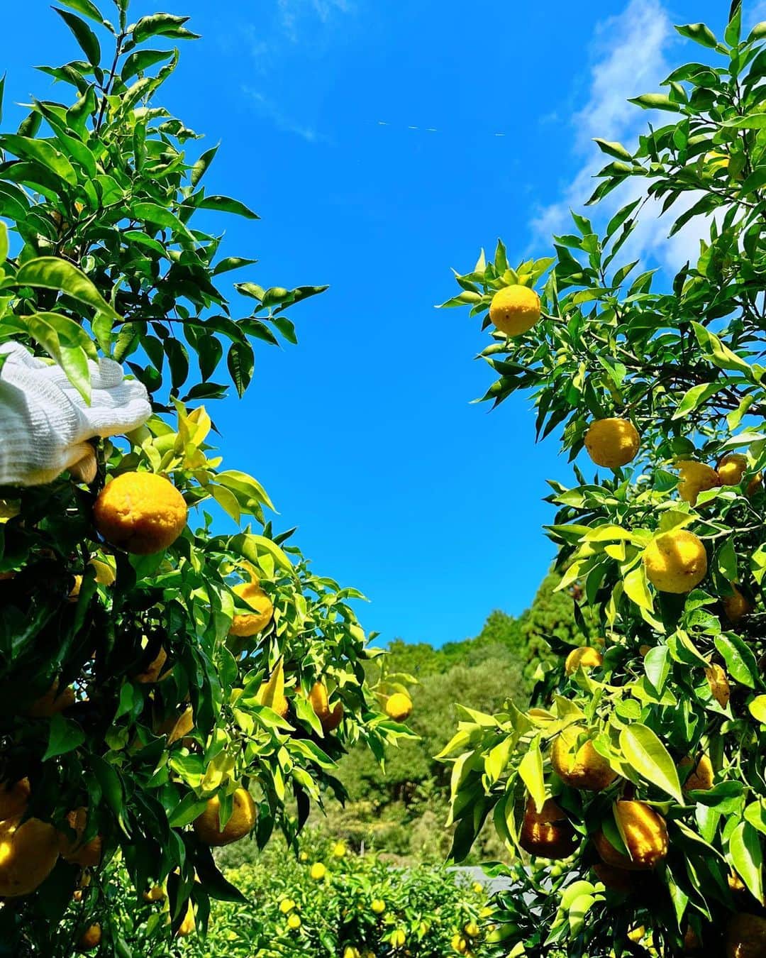 前田文香のインスタグラム：「今年も恒例の『高知の柚子狩り🍊』へ行って参りました⭐️今回は私も完全プライベート☀️行きたいと声をかけて下さった方と現地集合🚗✨  最高のお天気に恵まれて、美味しいもの頂いて、たくさん柚子を頂いて帰りました！  農家の松本さんご一家に、今年も大変お世話になりました！心からのおもてなしに🌼またまた感動&感謝です✨  ★高知柚子狩りの旅（毎年11月上旬のみ） おもてなし　野根家https://toyo-noneya.com/」