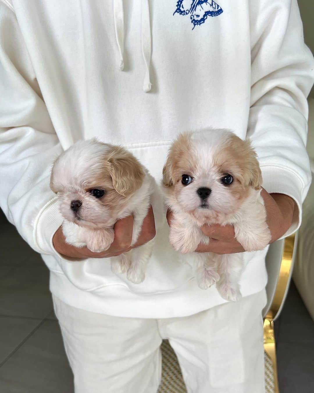 Rolly Pups INCさんのインスタグラム写真 - (Rolly Pups INCInstagram)「Precious Cavatese siblings😍 mommy: King Charles, daddy: Maltese! Who knew this hybrid would become this adorable😆 only at KPups by Rolly! . . We Deliver to Selected Countries, where we can DELIVER SAFELY !! ✈  For Puppy Inquiries, Please Call or Text or WhatsApp TONY +1 (267) 301-6649 JAY +82 10 5427 3971 . For More Details, Please refer to the website on our Instagram profile link.  www.kpups1.com」11月13日 10時30分 - kpups.official