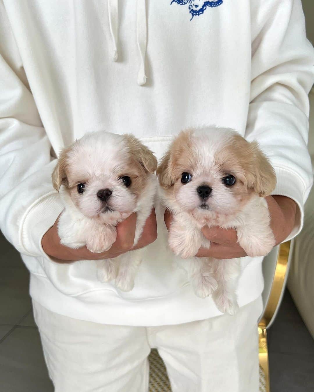 Rolly Pups INCのインスタグラム：「Precious Cavatese siblings😍 mommy: King Charles, daddy: Maltese! Who knew this hybrid would become this adorable😆 only at KPups by Rolly! . . We Deliver to Selected Countries, where we can DELIVER SAFELY !! ✈  For Puppy Inquiries, Please Call or Text or WhatsApp TONY +1 (267) 301-6649 JAY +82 10 5427 3971 . For More Details, Please refer to the website on our Instagram profile link.  www.kpups1.com」