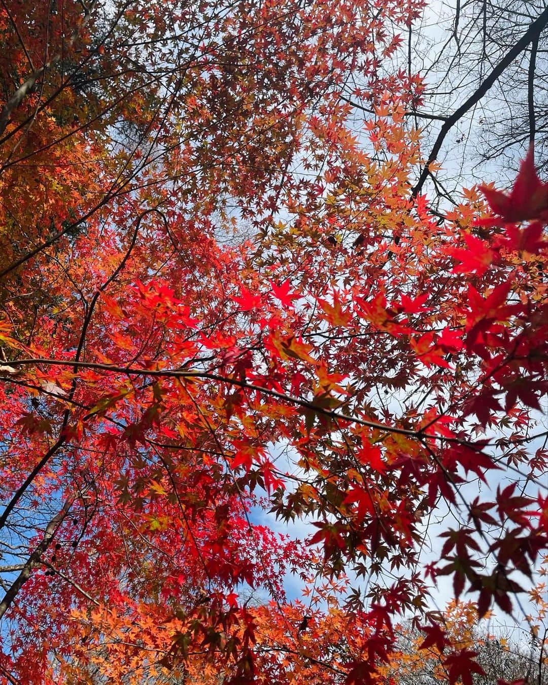 松島花さんのインスタグラム写真 - (松島花Instagram)「: おはようございます♡ 軽井沢の紅葉を皆さんにお届け🤗 とってもキレイです〜🍁🍁🍁 お買い物していた @maxmara の黒の TEDDYコートを軽井沢で初おろし🐻 軽くて暖かくて最高です☺️ 全身写真も3枚目に載せます🤳 : 一気に冬の寒さになったので🥶風邪を 引かないように暖かくしてくださいね🧣 これからの季節、"アーモンド効果"を ホットにして飲むのがオススメです🫶🏻 今週もがんばりましょう♡ : #monday #月曜の花 #えいえいおー #今週もよろしくお願いします」11月13日 10時26分 - hana_matsushima_official