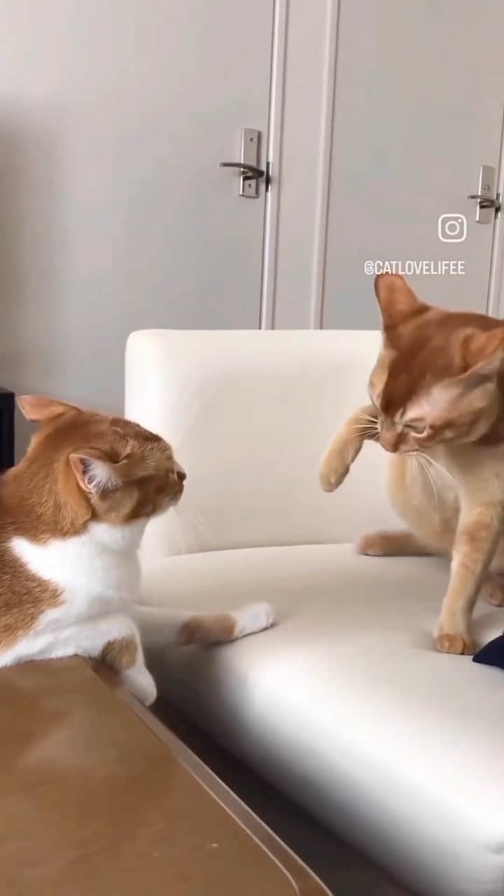 タイリース・ギブソンのインスタグラム：「Fellas just remember it’s only domestic violence when you hit back lol」