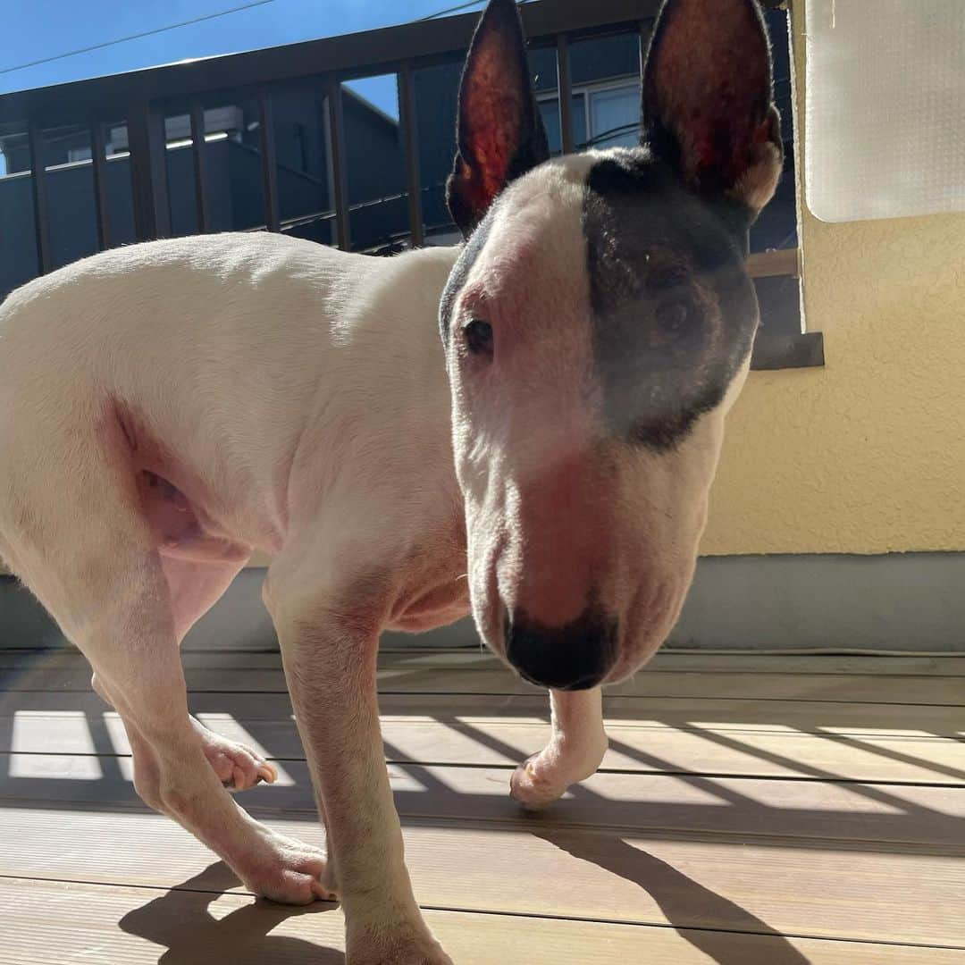 Q太郎さんのインスタグラム写真 - (Q太郎Instagram)「#minituru#bull#terrier#minibullterrier#miniturubullterrier#dog#dogstagram#cute#qtaro#love#family#ミニチュア#ブルテリア#ミニチュアブルテリア#Q太郎#日向ぼっこ」11月13日 16時37分 - qtaro.jun