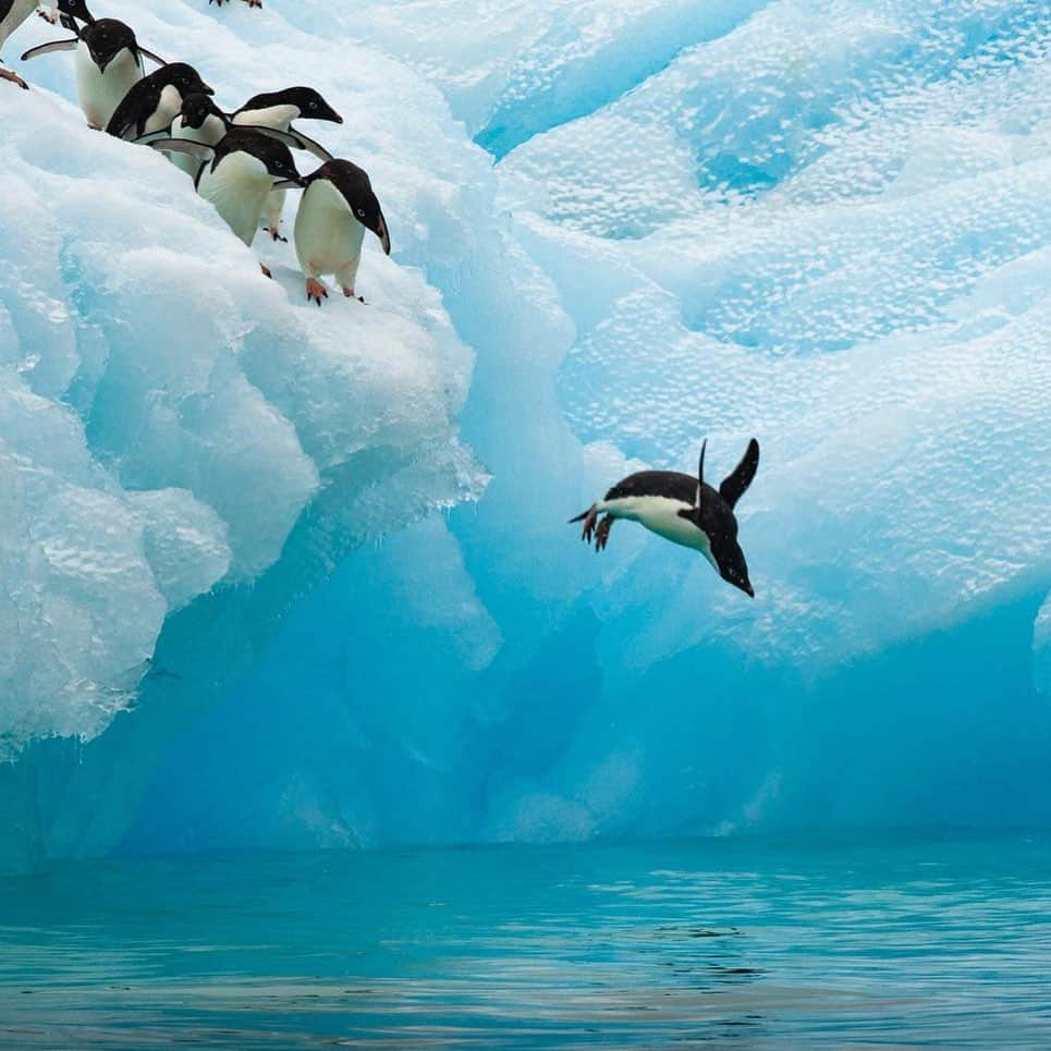 thephotosocietyさんのインスタグラム写真 - (thephotosocietyInstagram)「Photos by @TimLaman |  Here are a few of my favorite penguin photos from 6 trips to Antarctica.  Are you a penguin fan?  If so, I’m sharing more from my collection @TimLaman right now. #penguins #birds #antarctica #birdphotography」11月13日 11時21分 - thephotosociety