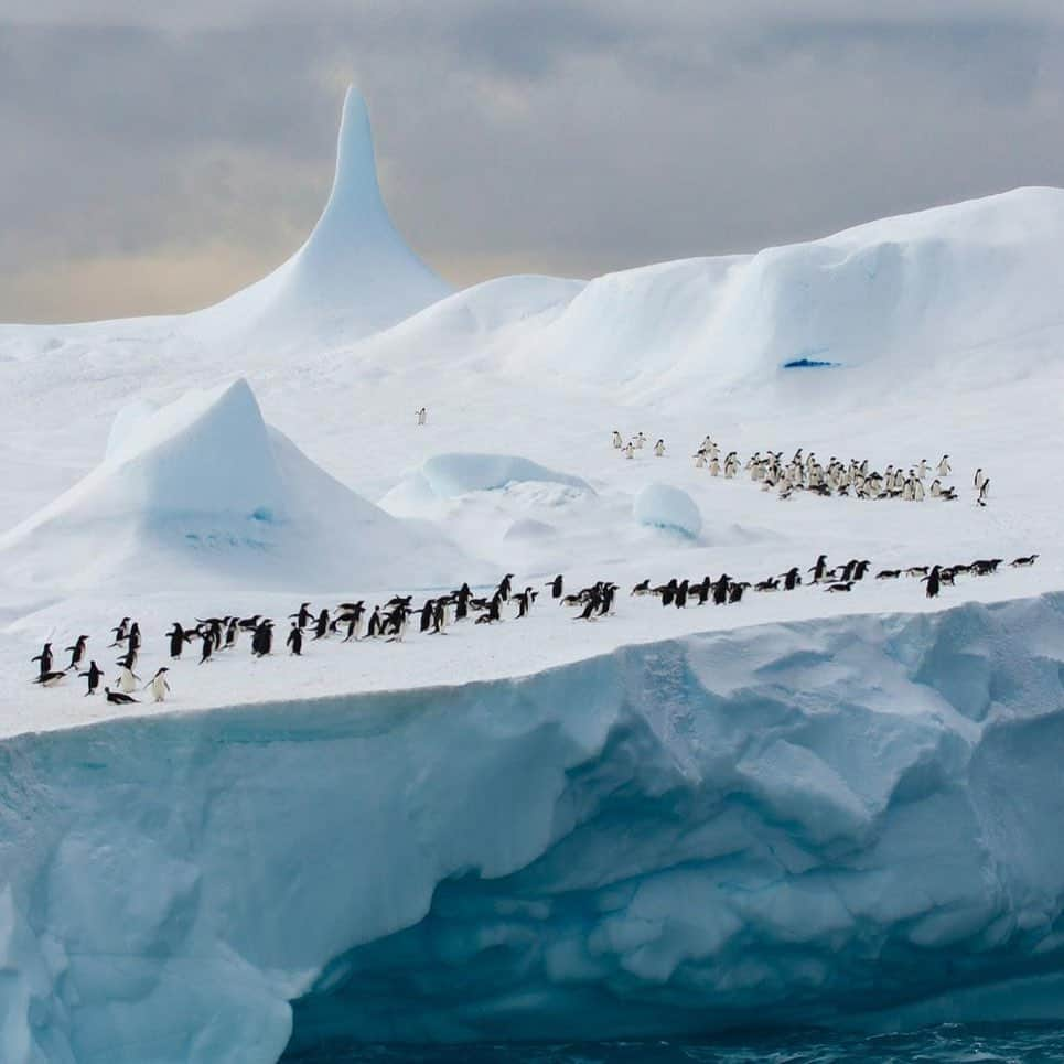 thephotosocietyさんのインスタグラム写真 - (thephotosocietyInstagram)「Photos by @TimLaman |  Here are a few of my favorite penguin photos from 6 trips to Antarctica.  Are you a penguin fan?  If so, I’m sharing more from my collection @TimLaman right now. #penguins #birds #antarctica #birdphotography」11月13日 11時21分 - thephotosociety