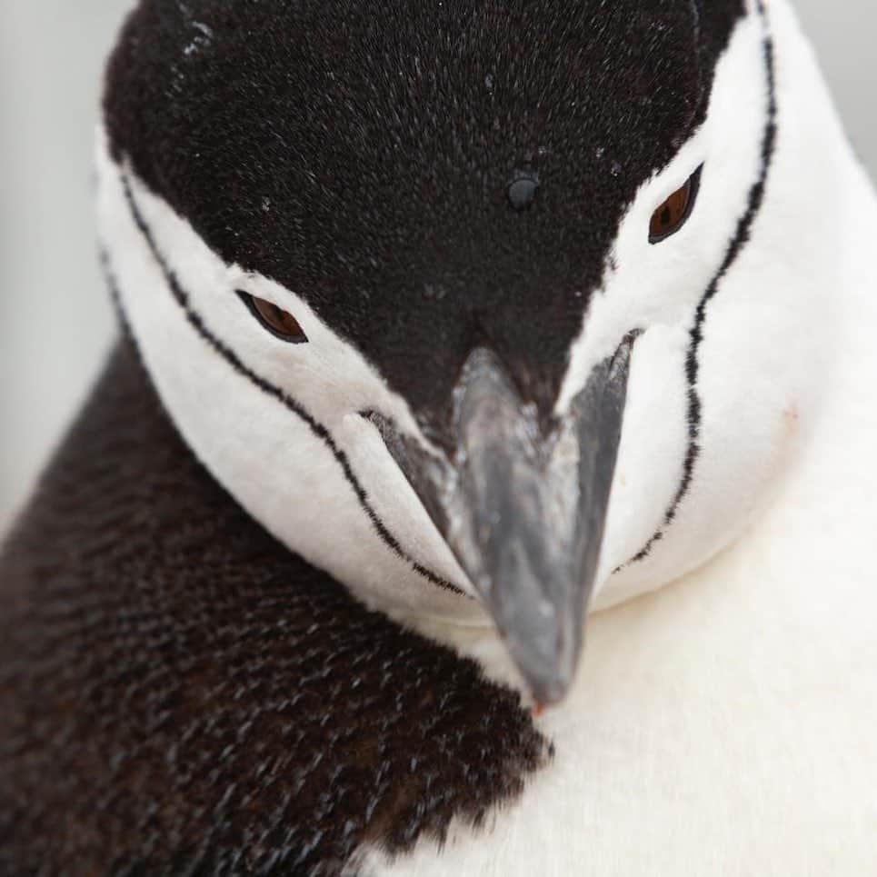 thephotosocietyさんのインスタグラム写真 - (thephotosocietyInstagram)「Photos by @TimLaman |  Here are a few of my favorite penguin photos from 6 trips to Antarctica.  Are you a penguin fan?  If so, I’m sharing more from my collection @TimLaman right now. #penguins #birds #antarctica #birdphotography」11月13日 11時21分 - thephotosociety