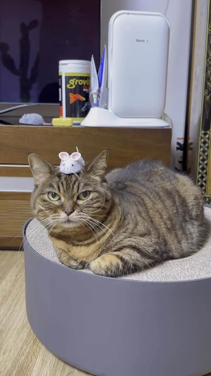 Aww Clubのインスタグラム：「Tom & Jerry live action   @bo_mang_co  #meowed #cutecat #cat #chonk #tomandjerry #huh」