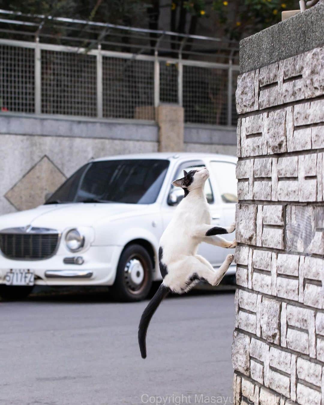 Masayukiのインスタグラム：「壁を走る。  #cat #ねこ #猫 #東京カメラ部 #nekoclub  #yourshotphotographer  #my_eos_photo」