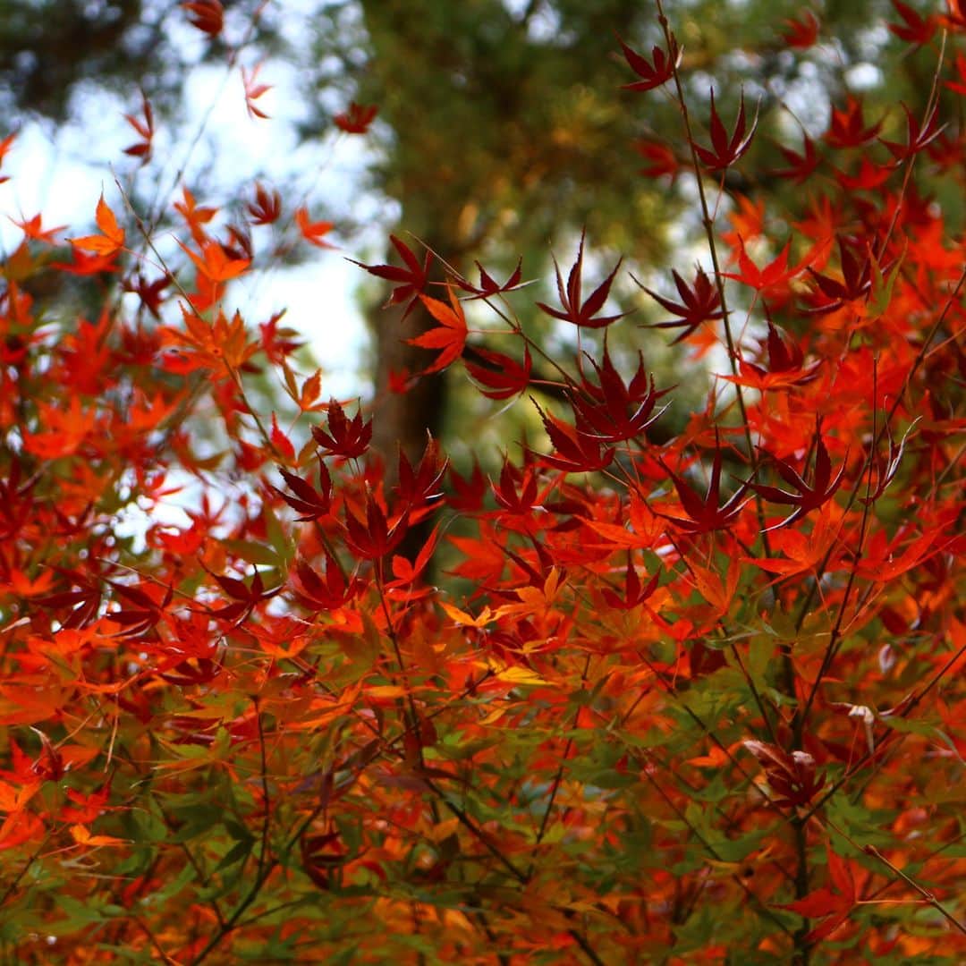 東京都庭園美術館さんのインスタグラム写真 - (東京都庭園美術館Instagram)「美しい紅葉🍁の写真を撮って絵本📚を作りませんか? 小学生のみんなが対象のワークショップを開催します! \ 12/2 /  四季の移ろいの中でも最も美しい「秋」の庭園の様子をインスタントカメラで撮り、その写真を用いた手のひらサイズの写真絵本づくりを実施します。  詳細・申込はこちらから👉 https://www.teien-art-museum.ne.jp/event/picturebook_231009/ @nijinoehonya   #東京都庭園美術館 #旧朝香宮邸 #庭園 #紅葉 #紅葉 #おさんぽ #東京 #tokyometropolitanteienartmuseum #teienartmuseum #garden #tokyo #tokyomuseums #momiji #mapple」11月13日 13時00分 - teienartmuseum
