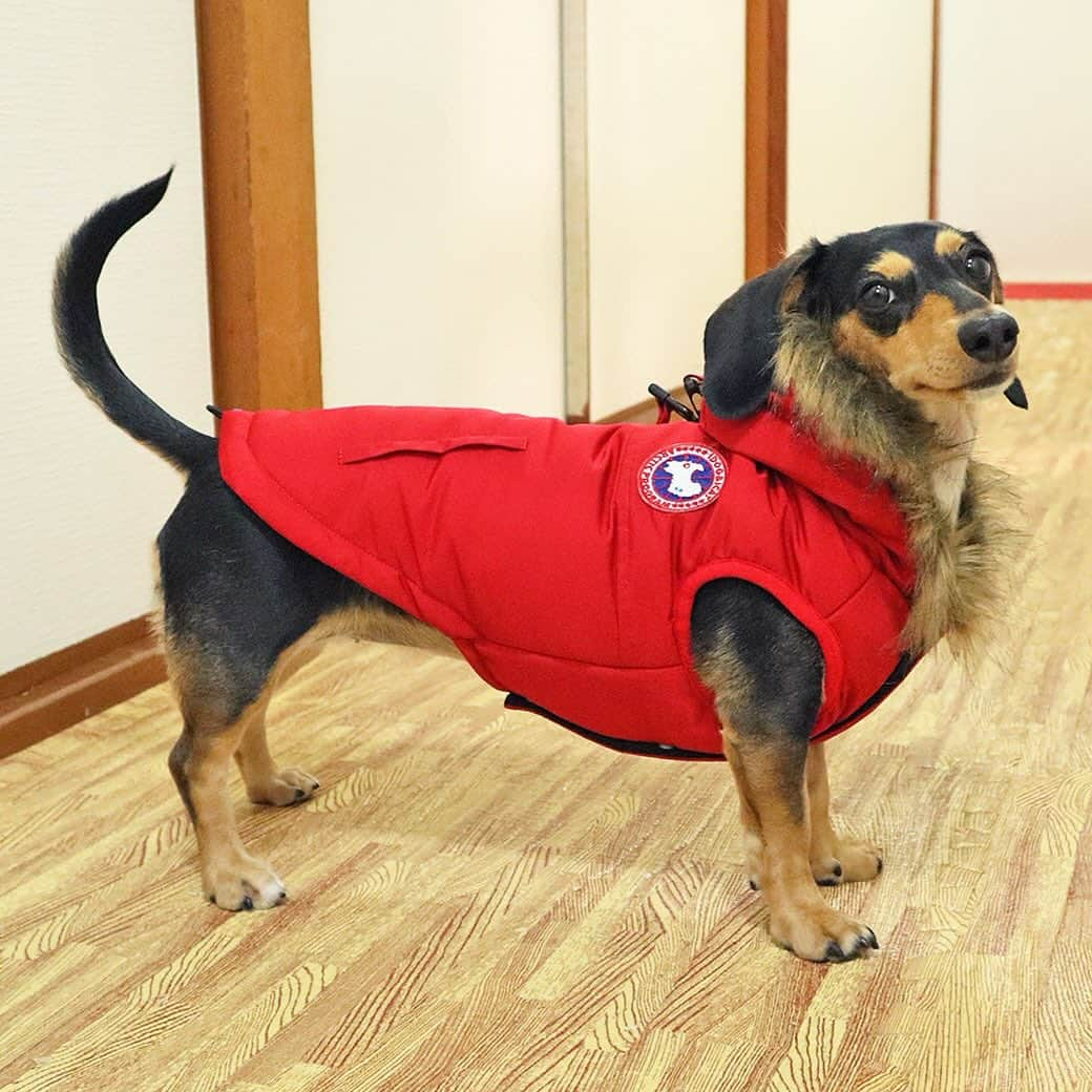 iDog&iCatさんのインスタグラム写真 - (iDog&iCatInstagram)「★新商品・再入荷★  「SHIELD COAT エスキモーダウンジャケット」  ご好評のため品薄だった秋冬新作が再入荷！  オシャレしながら防寒できる冬服ダウン風ジャケット。 SHIELD COAT加工で雨や汚れを防ぐ犬のコートです。  オシャレしながら防寒できる冬服ダウン風ジャケットです。 こだわりが詰まった本格的デザインながら、撥水加工で機能性も備えています。  商品番号/15668- 商品名/SHIELD COAT エスキモーダウンジャケット 3,520円(税込)  #IDOGICAT #犬の服IDOG #ICAT #IDOG #ドッグウェア #ペットウェア #犬服 #犬の服 #秋冬新作 #2023AW #犬 #猫 #新作 #新発売 #dog #cat #わんすたぐらむ #うちの子優勝 #秋冬 #新商品」11月13日 13時23分 - idogicat