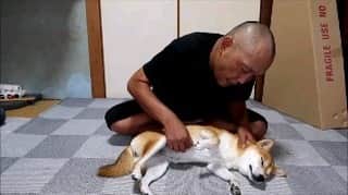 inosemarineのインスタグラム：「1歳なので眠る時数えるのは… #柴犬」