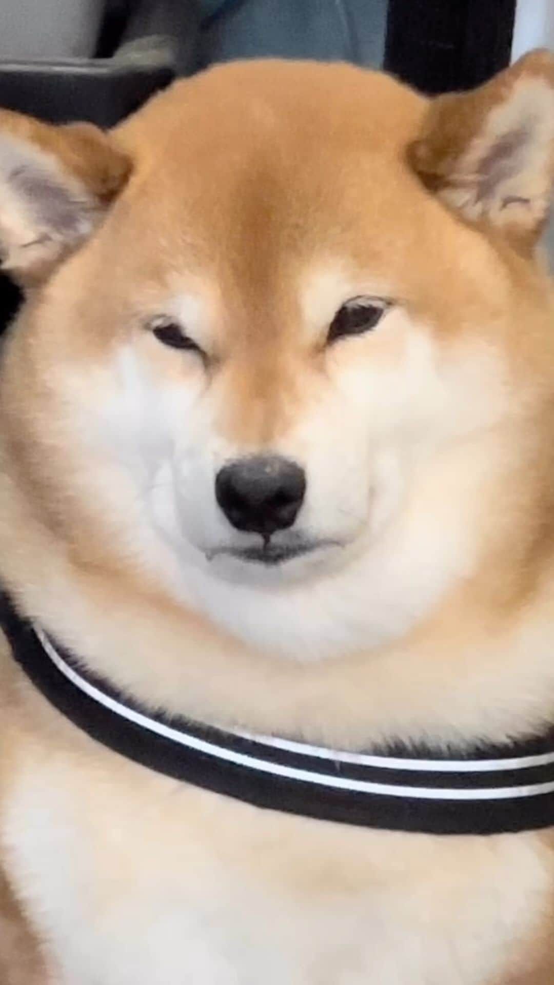 Shibainu Pontaのインスタグラム：「😝」