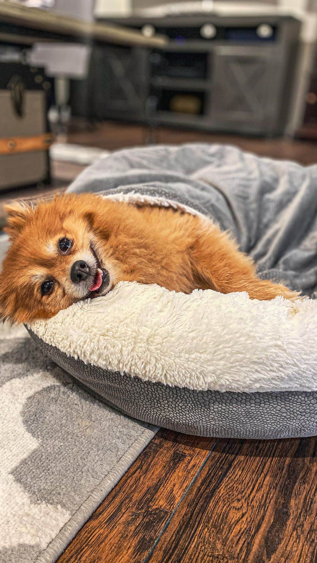 DogsOf Instagramのインスタグラム：「Nothing boosts our serotonin levels quite like a dog’s smile. Submit your dog’s super smiles this week for the chance to sink your teeth into $100 worth of @earthanimal1979 treats and food! Link in bio to enter 🐶  Be sure to check out @earthanimal1979’s new Wisdom Air-Dried Recipes! You can save 20% on any 2 lb bags with code: DogsofIG20 😋  📸 🐕: @bearthefitpom @simon_the_staffy @sophiesniffs @worldofwillow18121 @corgi_zero @waffiethewonder @only.tenn.i.see @loki_the_dopey_bernese @keisukes_adventures @hellofromlola @cooperandchloe2 @bruno_woof_floof @904dadlife @moezeuslily   #supersmiles #dogsmiles #happydoggos」
