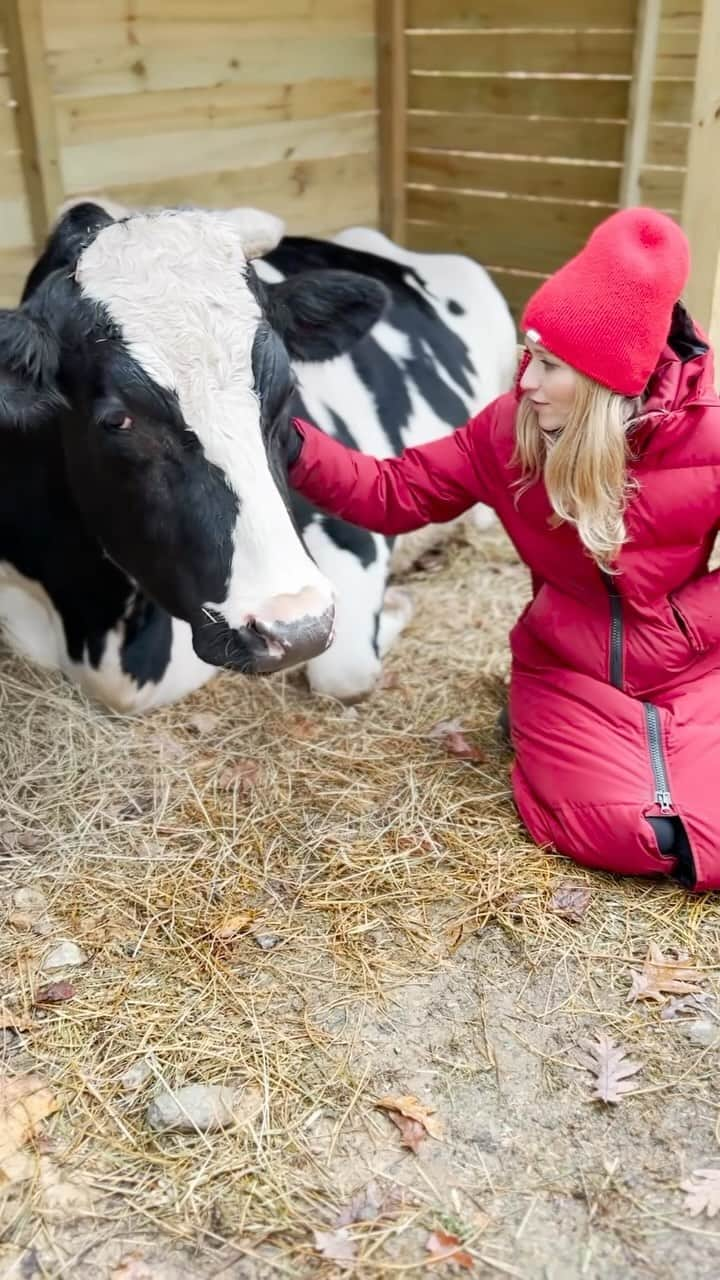 ジョアンナ・ブラッディのインスタグラム：「Hidden Acres Animal Sanctuary is unlike any place I’ve ever been. These animals have been rescued from all walks of life. Factory farming, abuse, homelessness and more. Now they get to live the rest of their lives in comfort and safety. The property has 2 Airbnb’s where you can stay and spend quality time with the animals. Snuggling pigs, hugging cows, playing with baby goats. It’s an unbelievable experience that I am so grateful for. If you are an animal lover and looking for a vacation, I can’t recommend it enough. If you are looking for a place to support or donate, please consider @hiddenacresanimalsanctuary !!! Link in my bio ⬆️♥️」