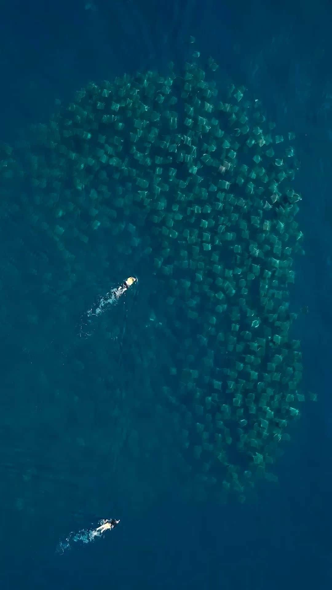 Discoveryのインスタグラム：「How many mobula rays can you count? Take a wild guess 😵‍💫🤯This was one of those dream encounters when you find yourself with an entire fever of rays in crystal clear waters and no other boats in sight. Safe to say we cherished every second of this moment!  🎥 + 💭 by @kenzokiren   #MarineMonday #marinebiology」