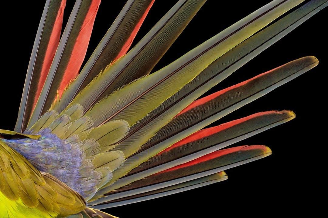 ナショナルジオグラフィックのインスタグラム：「Photo by @heidihanskoch | The flashy tail feathers of the Alexandrine parakeet not only help the bird take flight but also aid in balance and courtship. These birds, found in both South and Southeast Asia, are among the largest parakeets.  When the pandemic hit, my husband, Hans, and I we were looking for a project that we could realize in our studio. As luck would have it, it came to us. We got the offer to photograph two private feather collections and those of the National History Museum in Berlin.  For us, feathers are encounters with the irresistibly beautiful in nature. We wanted to present them as a sensual experience, as poetic masterpieces of evolution. The most amazing feathers we were able to photograph were certainly those of the birds of paradise.  For this project we used the method of focus stacking, in which similar photos with different focal planes are blended to achieve a more profound depth of field.  Every day was a feather day. Gradually our engagement with nature and technology developed into a kind of meditation. In the end, it took us more than two years. To see more from this project, head to the link in bio.」