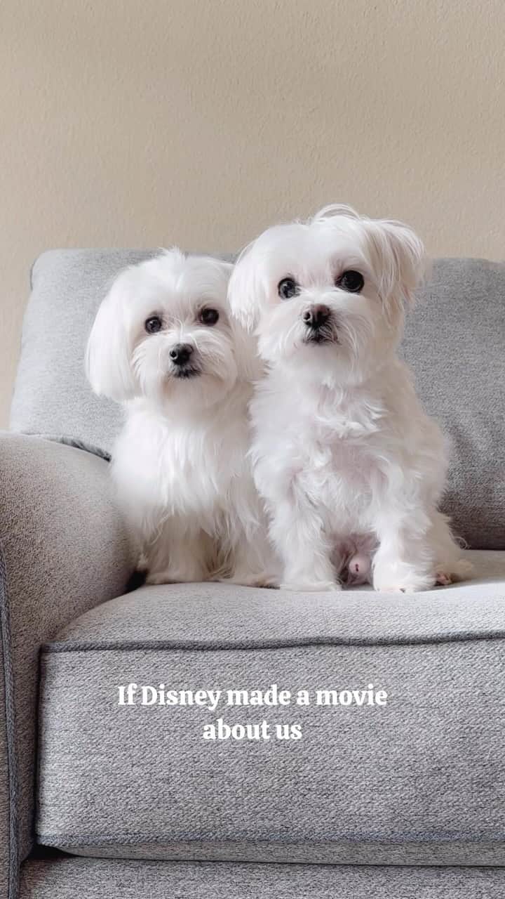 hi.arodのインスタグラム：「Would you watch this movie? 👩🏻🐶🐶👨🏻✨ #maltese #disneypixar #dogmovie #dogfamily #foryou #foryoupage #dogsofinstagram  #dogsoffacebook #maltesedog #malteselovers #malteseofficial #dogvideos」