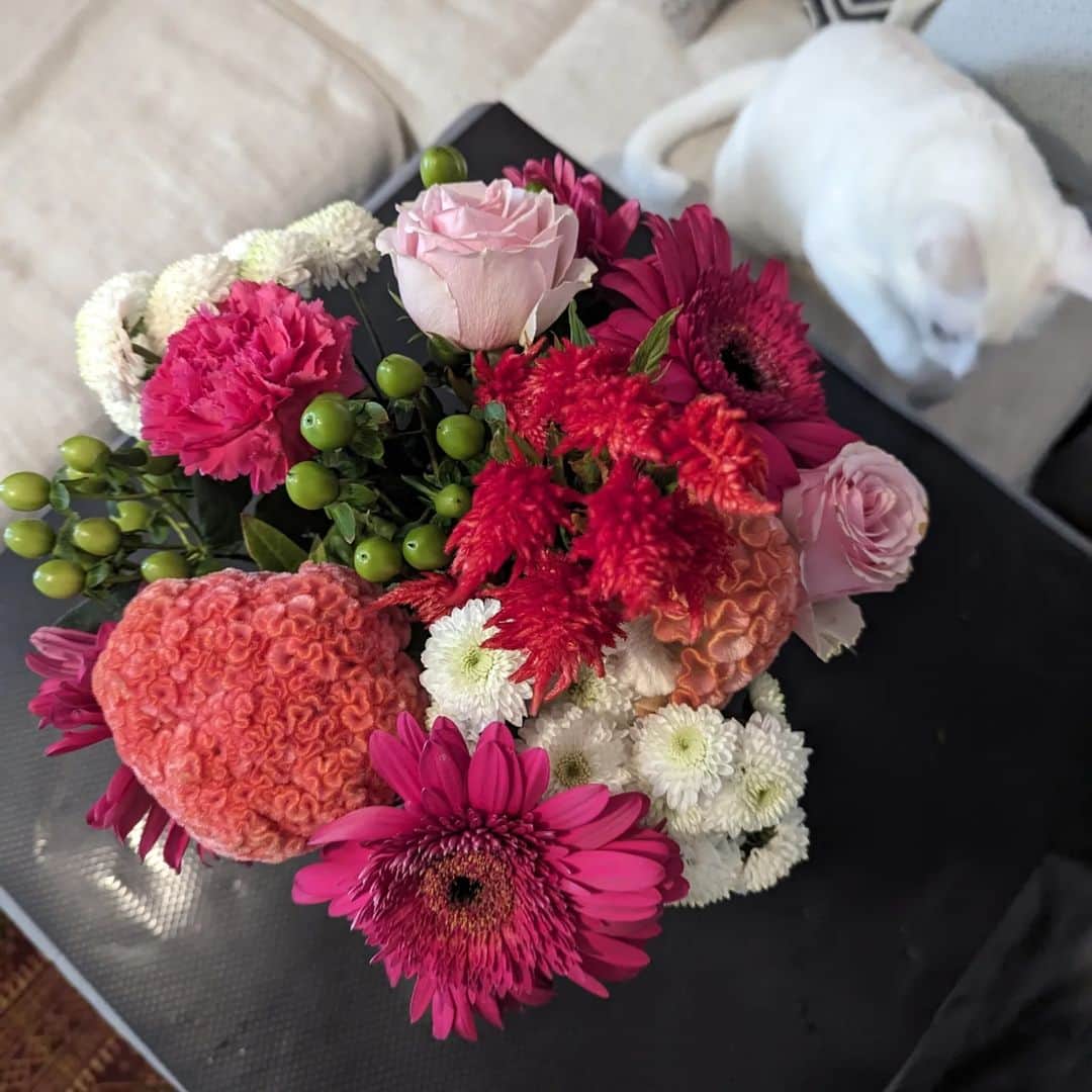 岡田屋鉄蔵さんのインスタグラム写真 - (岡田屋鉄蔵Instagram)「お花ってやっぱりいいねえ。我が家はにゃんずが居るのでべ様とミルバさんの命日しか花は飾らない上に白い花ばっかりなので、こんなにカラフルでガウジャスなお花は久々だー」11月14日 1時20分 - nabhamab