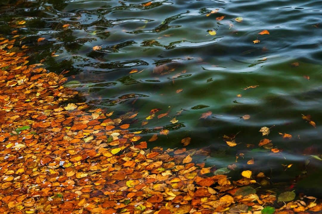 Michael Yamashitaさんのインスタグラム写真 - (Michael YamashitaInstagram)「End of Autumn. #lakeshikaribetsu #fallcolors #seasons #japanautumn」11月14日 1時32分 - yamashitaphoto