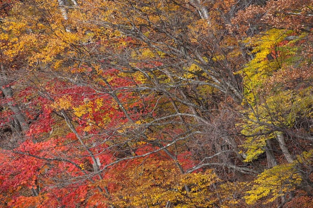 Michael Yamashitaのインスタグラム：「End of Autumn. #lakeshikaribetsu #fallcolors #seasons #japanautumn」