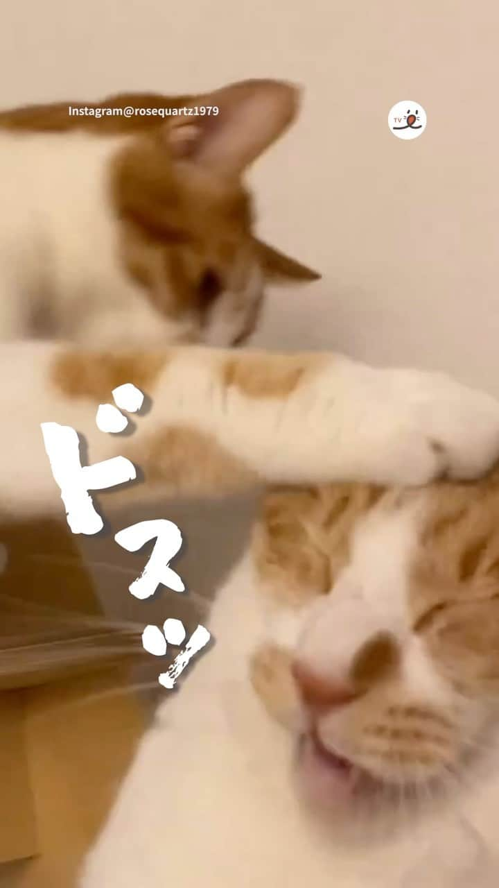 PECOねこ部のインスタグラム