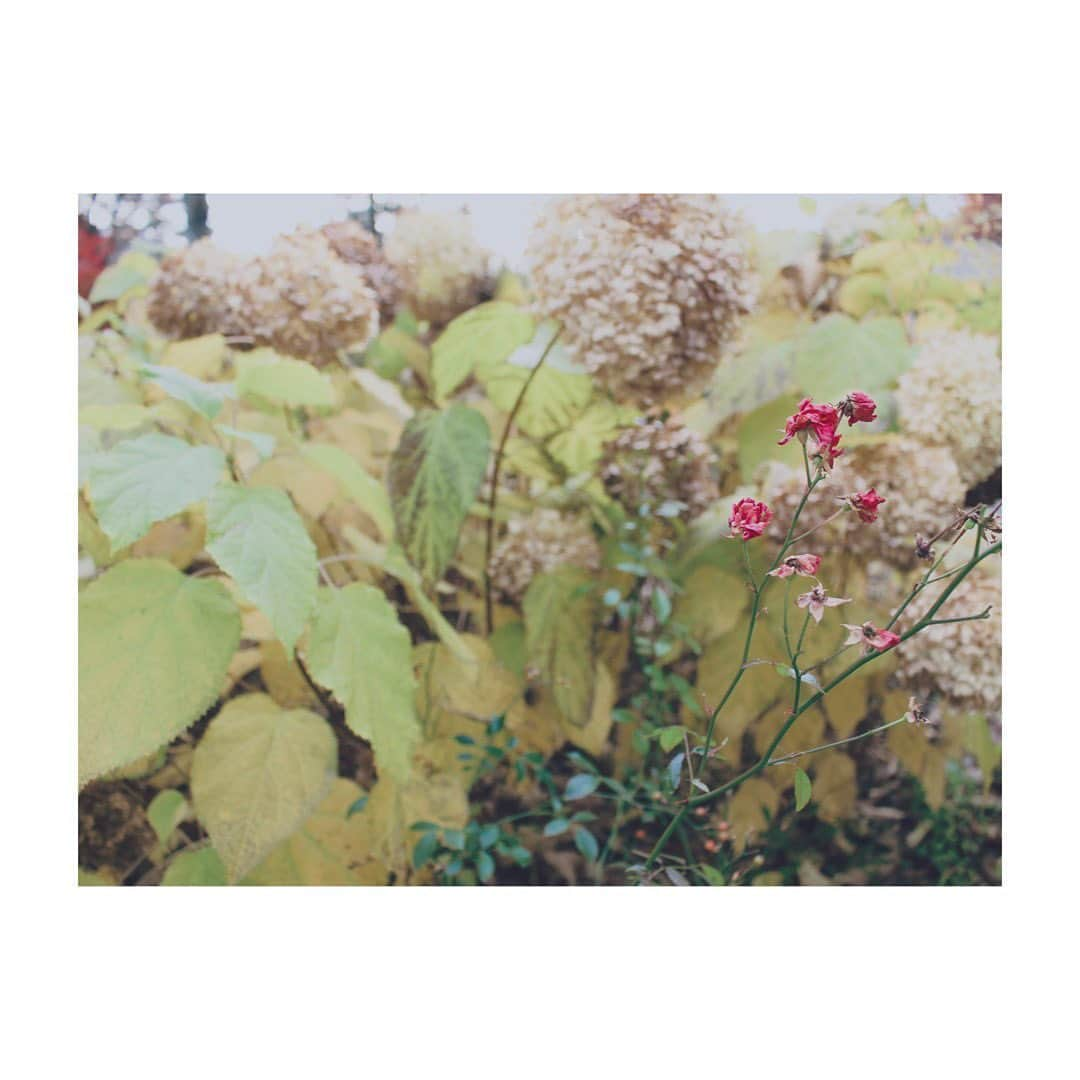 あゆかさんのインスタグラム写真 - (あゆかInstagram)「#🍂🍁」11月13日 17時25分 - ayuka_23