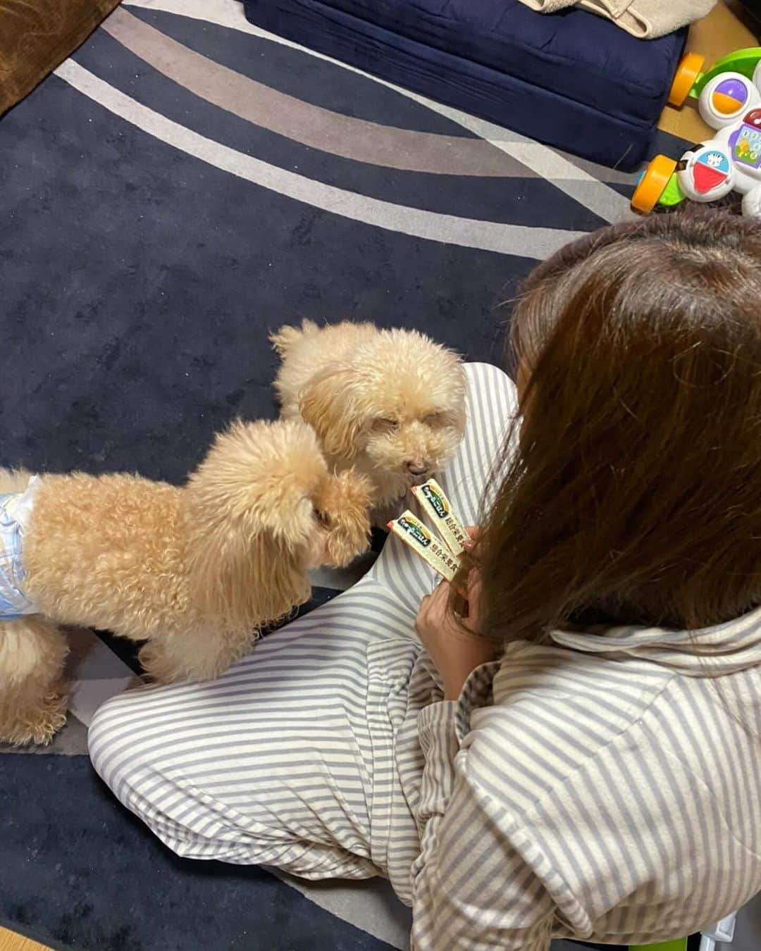 長谷川唯さんのインスタグラム写真 - (長谷川唯Instagram)「2023.11.12 長谷川レノン🐶 レノンは息を引きとりお空に旅立ちました。 ・ ・  レノンくんへ ・ ・ もうお空についたかな？ まだおうちの周りであそんでる？  ・ ・ 16年一緒に過ごしてきて長谷川家みんなに たくさんの愛くれたね。 私が実家に帰るといつも嬉しそうに しっぽを振って玄関で迎えてくれたね！ それが一つの楽しみで帰ってたよ！ ・ ・ 今も玄関を開けてたらいるような気がしてね… ・ ・ ショコラとの相性は悪かったり よかったりだったよね笑 ボールが大好きな2人は取り合いになったり じゃれ合って遊んで、最後はショコラに取られてたね 今思いだすと、くすっと笑えるなぁ〜 2人が一緒に遊んでくっつきながら 寝てるときは見ているこっちがほっこり♡ ・ ・  ショコラと仲良くしてくれてありがとう♡ 最後にレノンと会えたショコラは 『お兄ちゃん僕のことお空でもみていてね！』って顔をしてた。 ・ ・ いますぐそっちに行きたいけど レノンにに怒られそうだし レノンに負けないくらい 精一杯生きてからそっちに逝くね。 ・ ・ そのときまで待っててね。 ・ ・ 私と出会ってくれてありがとう！ ずっとずっと大好きだよ、レノン。 ・ ・ #トイプードル #犬好きな人と繋がりたい #トイプードル男の子 #といぷーどる #16年間ありがとう #出会えてよかった #愛してる」11月13日 17時34分 - yuihasegawa