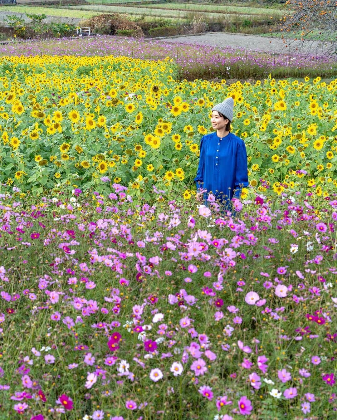 詩歩のインスタグラム：「11月に満開になるひまわり畑を発見しました😳I found a field of sunflowers in Japan that will be in full bloom in November!  ひまわりと言えば夏の風物詩だけど、そのひまわりが秋のコスモスと同時に咲いている花畑を愛媛の #西予市 で見つけました！地元グループ「成穂いきいきサロン」の方々が耕作放棄地を活用して2019年から実施している花畑で、計11カ所・1.7haに手入れされています。  なんと今年は過去イチでいい咲き具合とのこと！この日見頃になっていた場所はコスモスが見頃後半だったけど、秋風にゆれる黄色とピンクの絨毯、とっても素敵でした。夏はとにかく暑いので、こうやって涼しい中で楽しめるひまわり畑は嬉しいなあ〜☀  Googleマップに登録されていないのだけど、「成穂集会所」近辺にそのとき見頃になっている畑の案内があるので（花畑が複数ある）それに従ってみてね🚗  播種時期をずらして長い期間楽しめるようにされていて、今年の見頃は11月末頃までとのこと🌻丁寧な手作り看板がたくさん設置されていて、ほっこりしました☺  愛媛の観光情報はこちら @iyokannet https://www.iyokannet.jp/   愛媛県さんのお仕事で取材してきました🍊これまでの絶景写真は #詩歩のえひめ旅 でまとめています / Posts of this area can be found in this tag. #shiho_ehime  Sunflowers are a typical Japanese summer flower, and I found a flower garden where these sunflowers are in bloom at the same time as cosmos in autumn!   A group of local senior citizens has been planting sunflowers on 1.7 hectares of abandoned farmland since 2019, and they have 11 locations to tend to. This year's blooming was the best ever! The cosmos were at their best on this day, but the carpet of yellow and pink flowers swaying in the autumn breeze was very nice.   It was a little difficult to find the field because it is not registered on Google Maps, but you have to go to "Naruho Meeting House" to find it. The planting season is staggered so that visitors can enjoy the sunflowers for a longer period of time, and the best time to see them this year is until the end of November.  📷7th Nov 2023 📍愛媛県 成穂地区 秋のひまわりとコスモス畑 /  Seiyo city Naruho, Ehime Japan    ©︎Shiho/詩歩」