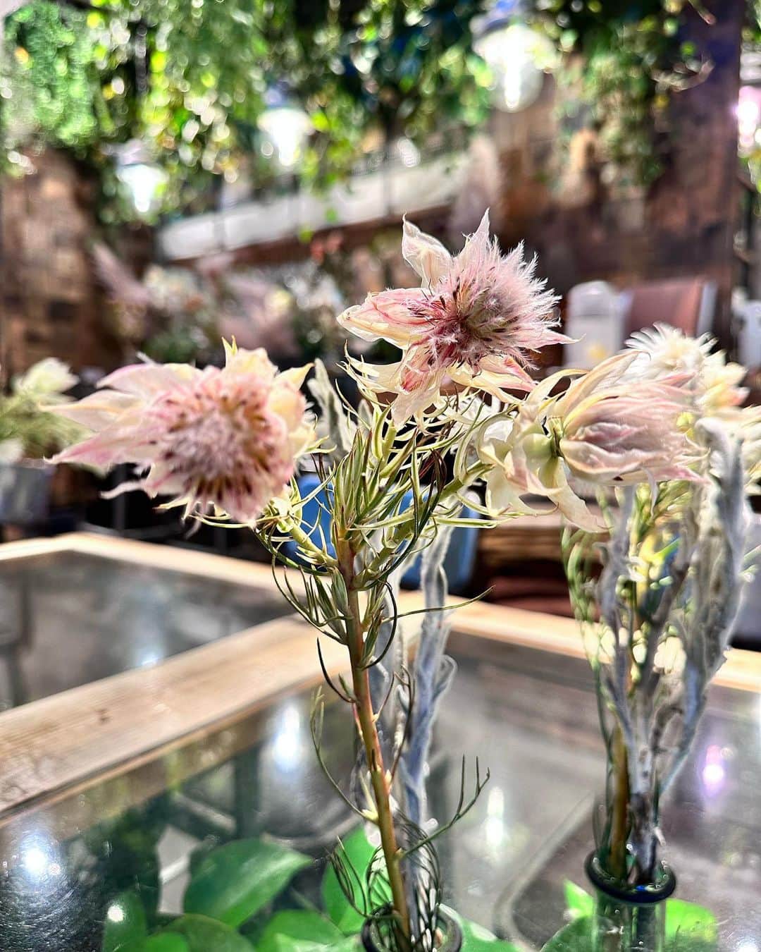 井上ほの花さんのインスタグラム写真 - (井上ほの花Instagram)「⭐️🐻  大好きなネイティブフラワーだったよ！！！ シンカルファ今年のはじめの方？だったかにお迎えしてまだお家にいるくらい好き！！！！かわいいよね〜 癒された〜。がんばれる。  #ほの花とお花のツーショット」11月13日 17時47分 - milky_milky0209