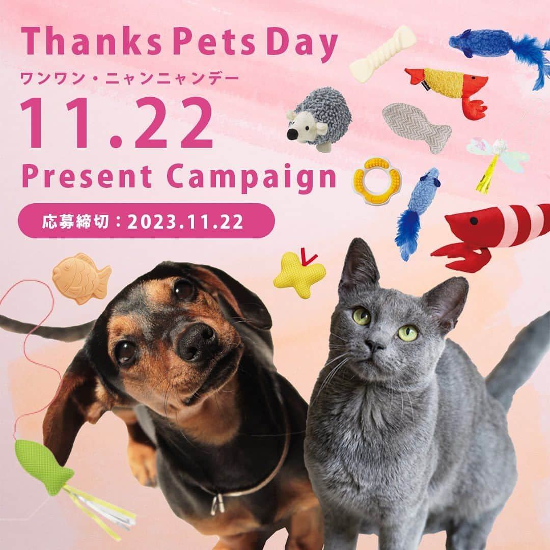 Petioのインスタグラム：「\プレゼント企画🐶🐱🎁/  11月1日の犬の日LIVE ありがとうございました✨  Insta LIVEで紹介したPetioの人気おもちゃBEST8をワンちゃん6名様・ネコちゃん6名様 計12名様にプレゼント🤍  今回はX(旧 Twitter)も同時開催📢 ペティオ公式Xアカウント:＠petio_official プレゼント商品も異なるのでどっちも応募してね😊  ◆ 応募方法 ①@petio_ をフォロー🤝 ②この投稿にいいね♡ ③「わんちゃん」or「ねこちゃん」どちらのアイテムが欲しいかコメント✏️  💡@petio_ をメンションしてキャンペーンをシェアしてくれると当選確率UP！  応募締切は2023.11.22  期間は短いですが、みなさんのたくさんのご応募お待ちしています🎁✨  #petio #ペティオ  #プレゼント企画 #プレゼントキャンペーン  #present #thankspetsday #うちの子  #いぬ #犬 #イヌ #わんこ #ねこ #猫 #ネコ #にゃんこ #応募 #わんこグッズ #にゃんこグッズ #おすすめ」