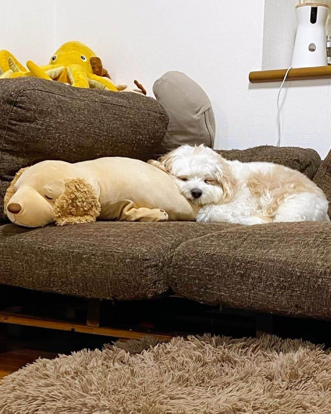 あんちゃんさんのインスタグラム写真 - (あんちゃんInstagram)「おしり借りるよ…🐶💤  あんちゃんと同じサイズ 同じシルエットのぬいぐるみ🤎  よくソファで一緒に 隣で寝てる姿が可愛くて 見るたびほっこりしてる🥰  最近はおしりを枕にして寝てたりして ふふふ🤭💓ってなってます。笑  最後の写真は 追いかけてくるモチモチ👶🏻から逃げて ぬいぐるみの山に隠れるオレ🦈🐙🐶🦩  忍法　隠れ身の術😶‍🌫️  あんちゃんにしか使えない術です🤣🤣🤣  #キャバションあんちゃん  #あんちゃん　#ぬいぐるみ犬 #スヌーピー  #スヌーピー犬 #キャバション　#キャバビション　 #キャバリア #キャバリアキングチャールズスパニエル #ビションフリーゼ　 #犬  #いぬすたぐらむ #犬のいる暮らし  #わんこなしでは生きていけません会 #いぬのきもち  #犬好きな人と繋がりたい #短足部　#比熊犬 #doglove #cavachon #inustagram #puppy  #snoopy #andy #멍스타그램 #개스타그램　#댕스마스」11月13日 17時54分 - anchan_0115_andy