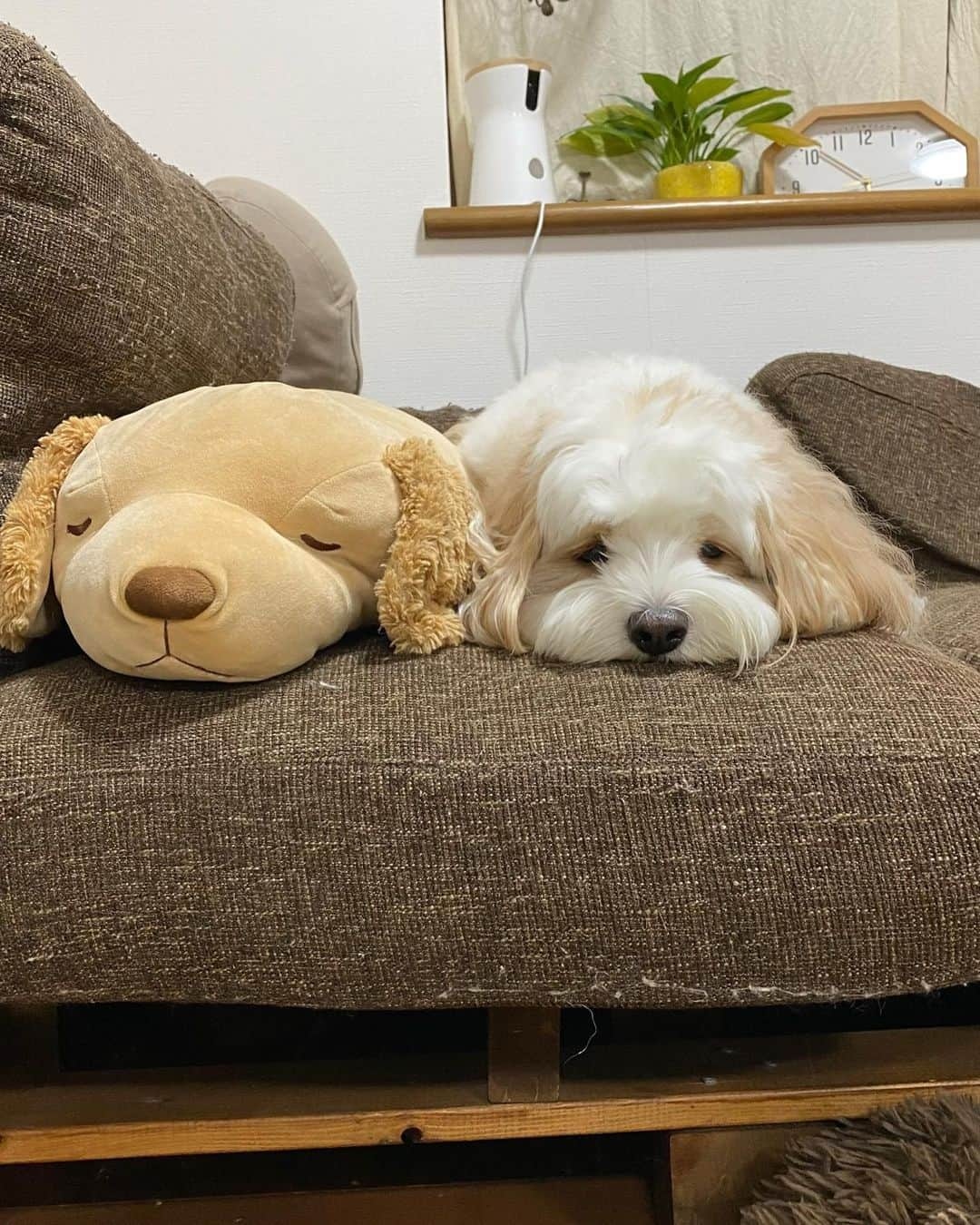 あんちゃんさんのインスタグラム写真 - (あんちゃんInstagram)「おしり借りるよ…🐶💤  あんちゃんと同じサイズ 同じシルエットのぬいぐるみ🤎  よくソファで一緒に 隣で寝てる姿が可愛くて 見るたびほっこりしてる🥰  最近はおしりを枕にして寝てたりして ふふふ🤭💓ってなってます。笑  最後の写真は 追いかけてくるモチモチ👶🏻から逃げて ぬいぐるみの山に隠れるオレ🦈🐙🐶🦩  忍法　隠れ身の術😶‍🌫️  あんちゃんにしか使えない術です🤣🤣🤣  #キャバションあんちゃん  #あんちゃん　#ぬいぐるみ犬 #スヌーピー  #スヌーピー犬 #キャバション　#キャバビション　 #キャバリア #キャバリアキングチャールズスパニエル #ビションフリーゼ　 #犬  #いぬすたぐらむ #犬のいる暮らし  #わんこなしでは生きていけません会 #いぬのきもち  #犬好きな人と繋がりたい #短足部　#比熊犬 #doglove #cavachon #inustagram #puppy  #snoopy #andy #멍스타그램 #개스타그램　#댕스마스」11月13日 17時54分 - anchan_0115_andy