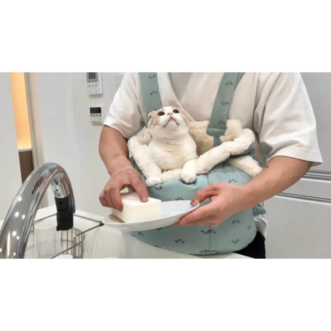 もちまるのインスタグラム：「抱っこ紐を背負いながら家事してみたら甘えんぼ猫が大喜びでかわいすぎましたw」