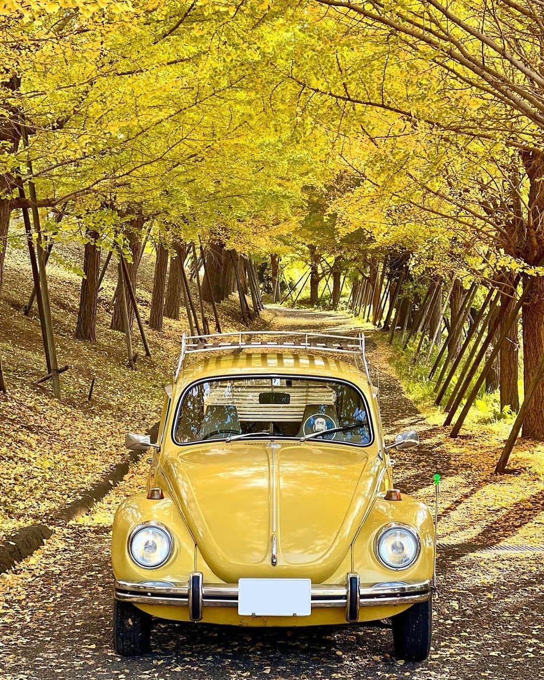 フォルクスワーゲンのインスタグラム：「＼いいね！Volkswagen／  銀杏並木に溶け込むType1(ビートル)🍁  季節によって違う表情を見せるこの一台、 秋は落ち着いたクラシックな雰囲気が美しい✨ 空冷でも過ごしやすいこの季節は 旧車のドライブにも最適ですね🚘  Photo by @ats_1972vw_type1_1302さん  素敵なお写真ありがとうございます✨  本アカウントでは「 #ワーゲン 」のついた 写真をシェアさせていただくことがあります。  #フォルクスワーゲン #タイプ1 #ビートル #旧車 #空冷ワーゲン #フォルクスワーゲンのある生活 #車好きな人と繋がりたい #紅葉 #銀杏並木 #Volkswagen #VW #Ttype1 #VWBeetle #Beetle」