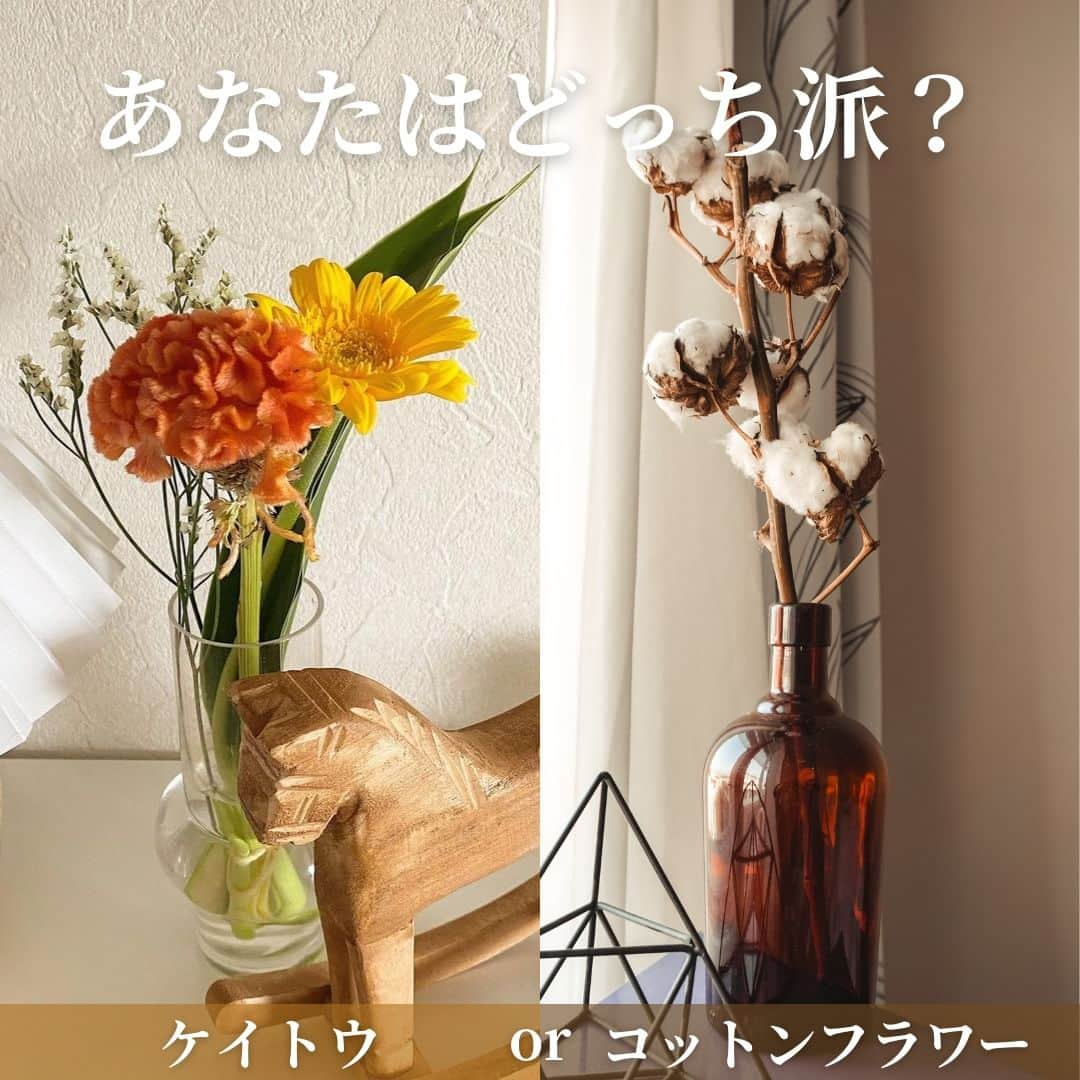 Bloomee LIFEのインスタグラム：「． ＼ あなたはどっち派ですか？ ／  11月が旬のお花 「ケイトウ」 or 「コットンフラワー」  ーーーーーーーーーーーーーーーー どちらがお好みですか？ コメントで教えてください✨ ーーーーーーーーーーーーーーーー  🍁ケイトウ トサカ系や久留米ケイトウ系など 花の形によって5つの種類に分けられます！ ボリュームが出せるので、 秋ブーケのシルエット作りにぴったりです◎  💡ケイトウのプチ情報 花びらでなく「花序」なので 切花として日持ちするのが特徴です📅  🍁コットンフラワー 開花後1ヶ月ほどで実が割れ、 ふわふわのコットンボールが現れます！ 色は、白が主流ですが品種によって ブラウン系やグリーン系があります◎  💡コットンフラワーのプチ情報 コットンボールがまるで花のように 見えることから「綿花」と 呼ばれますが実は果実なんです👀  ーーーーーーーーーーーーーーーー  お花が届いたら『 #ブルーミー 』 をつけて投稿してみてください📸  ほかの投稿は @bloomee でチェック👀🌹  #bloomee #お花の定期便 #お花のサブスク #花部 #花写真 #花を楽しむ #花が好き #花好きな人と繋がりたい  #お花のある暮らし #花のある生活 #花のある生活が好き #花を飾る  #暮らしを楽しむ #丁寧な暮らし #豊かな暮らし #インテリアフラワー #フラワーインテリア #ナチュラルインテリア #ケイトウ #コットンフラワー #鶏頭  #秋の花 #秋のブーケ #秋の花束 #秋ブーケ」