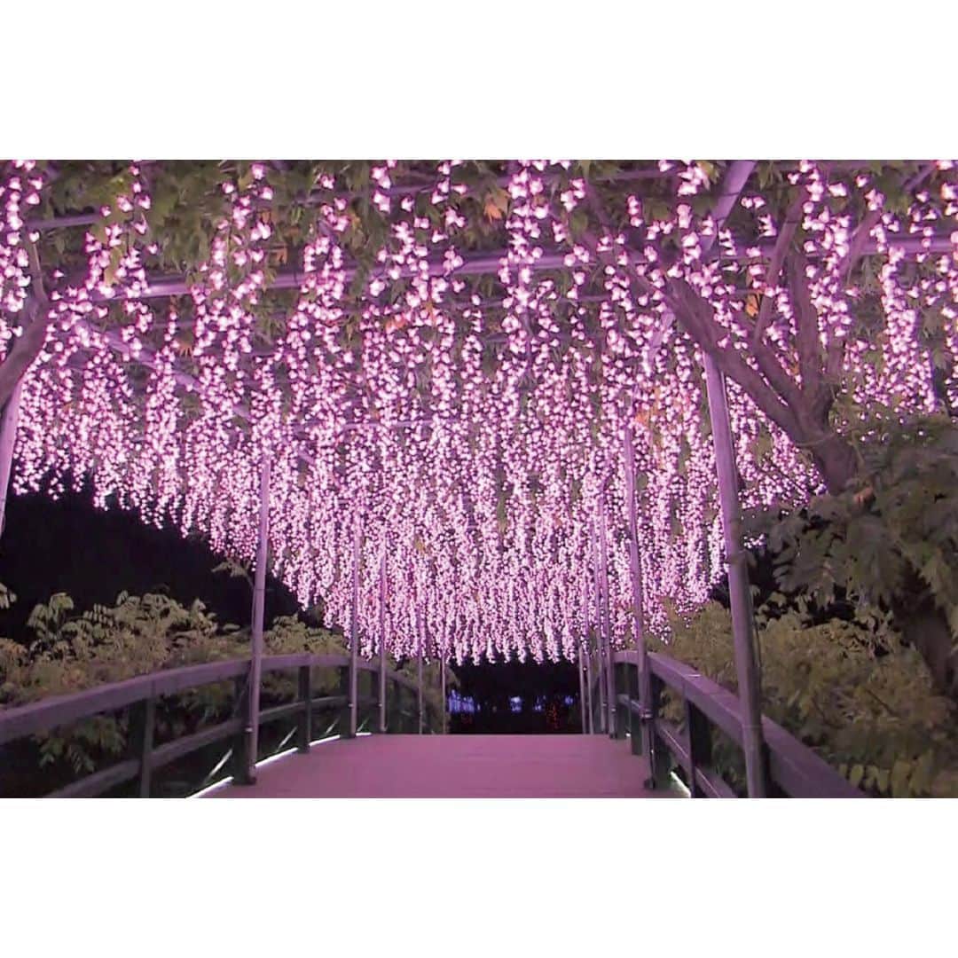 TOBU RAILWAY（東武鉄道）さんのインスタグラム写真 - (TOBU RAILWAY（東武鉄道）Instagram)「. . 📍Tochigi – Ashikaga Flower Park One of the best spots to see illumination in Japan! . Have you seen any illumination displays this year? At Ashikaga Flower Park, located in Tochigi Prefecture, an incredible illumination event is held every year. Last year Ashikaga Flower Park was ranked number 1 among the 3 Best Illuminations in Japan. With this illumination display, you can experience a wonderful LED production. Visitors can enjoy this illumination display from mid-November of this year to mid-February of early next year! Look forward to this moving illumination show with over 5 million bulbs.  . . . . Please comment "💛" if you impressed from this post. Also saving posts is very convenient when you look again :) . . #visituslater #stayinspired #nexttripdestination . . #tochigi #ashikagaflowerpark #illumination #placetovisit #recommend #japantrip #travelgram #tobujapantrip #unknownjapan #jp_gallery #visitjapan #japan_of_insta #art_of_japan #instatravel #japan #instagood #travel_japan #exoloretheworld #ig_japan #explorejapan #travelinjapan #beautifuldestinations #toburailway #japan_vacations」11月13日 18時00分 - tobu_japan_trip