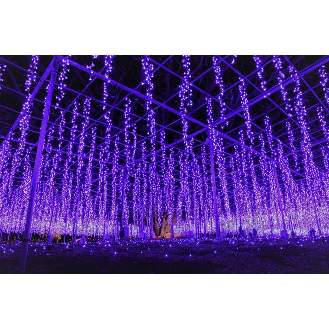 TOBU RAILWAY（東武鉄道）さんのインスタグラム写真 - (TOBU RAILWAY（東武鉄道）Instagram)「. . 📍Tochigi – Ashikaga Flower Park One of the best spots to see illumination in Japan! . Have you seen any illumination displays this year? At Ashikaga Flower Park, located in Tochigi Prefecture, an incredible illumination event is held every year. Last year Ashikaga Flower Park was ranked number 1 among the 3 Best Illuminations in Japan. With this illumination display, you can experience a wonderful LED production. Visitors can enjoy this illumination display from mid-November of this year to mid-February of early next year! Look forward to this moving illumination show with over 5 million bulbs.  . . . . Please comment "💛" if you impressed from this post. Also saving posts is very convenient when you look again :) . . #visituslater #stayinspired #nexttripdestination . . #tochigi #ashikagaflowerpark #illumination #placetovisit #recommend #japantrip #travelgram #tobujapantrip #unknownjapan #jp_gallery #visitjapan #japan_of_insta #art_of_japan #instatravel #japan #instagood #travel_japan #exoloretheworld #ig_japan #explorejapan #travelinjapan #beautifuldestinations #toburailway #japan_vacations」11月13日 18時00分 - tobu_japan_trip