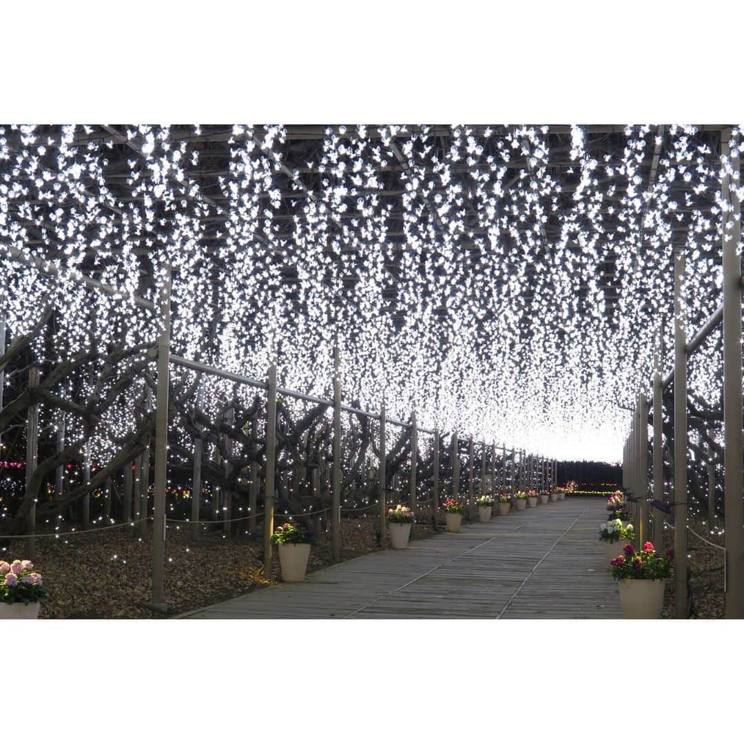 TOBU RAILWAY（東武鉄道）さんのインスタグラム写真 - (TOBU RAILWAY（東武鉄道）Instagram)「. . 📍Tochigi – Ashikaga Flower Park One of the best spots to see illumination in Japan! . Have you seen any illumination displays this year? At Ashikaga Flower Park, located in Tochigi Prefecture, an incredible illumination event is held every year. Last year Ashikaga Flower Park was ranked number 1 among the 3 Best Illuminations in Japan. With this illumination display, you can experience a wonderful LED production. Visitors can enjoy this illumination display from mid-November of this year to mid-February of early next year! Look forward to this moving illumination show with over 5 million bulbs.  . . . . Please comment "💛" if you impressed from this post. Also saving posts is very convenient when you look again :) . . #visituslater #stayinspired #nexttripdestination . . #tochigi #ashikagaflowerpark #illumination #placetovisit #recommend #japantrip #travelgram #tobujapantrip #unknownjapan #jp_gallery #visitjapan #japan_of_insta #art_of_japan #instatravel #japan #instagood #travel_japan #exoloretheworld #ig_japan #explorejapan #travelinjapan #beautifuldestinations #toburailway #japan_vacations」11月13日 18時00分 - tobu_japan_trip